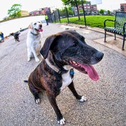 Churchill Field Dog Park - Photo by Dean Peters