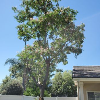 Vicente Tree Services and Landscape - Mimosa tree 3 AFTER - Landscaping Near Me