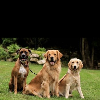 Planned Pethood - Fur babies - Veterinarians Near Me - Brooksville, Florida Planned Pethood - Fur babies - Veterinarians Near Me - Brooksville, Florida