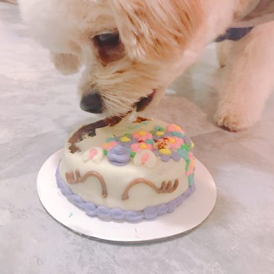 district dog brooklyn