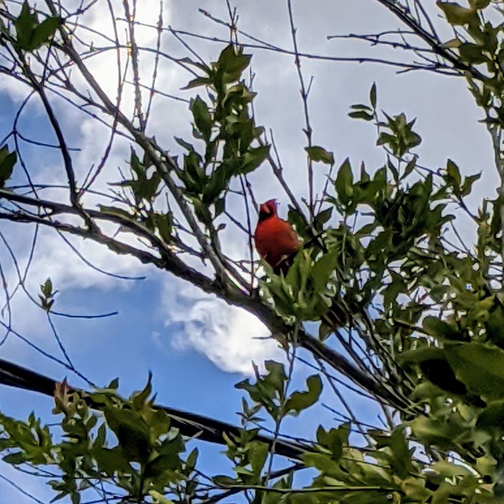 Mauna Loa Macadamia Nut - North Red Cardinal - Chocolatiers & Shops Near Me - Keaau, Hawaii Mauna Loa Macadamia Nut - North Red Cardinal - Chocolatiers & Shops Near Me - Keaau, Hawaii