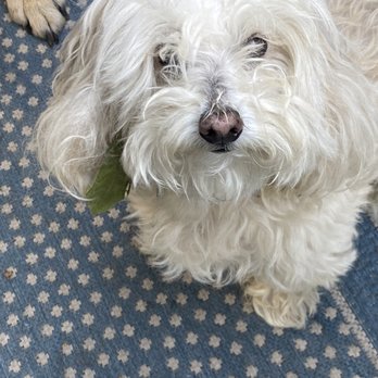 ACCESS Pasadena - The Chooch - Emergency Pet Hospital Near Me - Pasadena, California