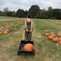 Hodges Family Farm - Pumpkin patch