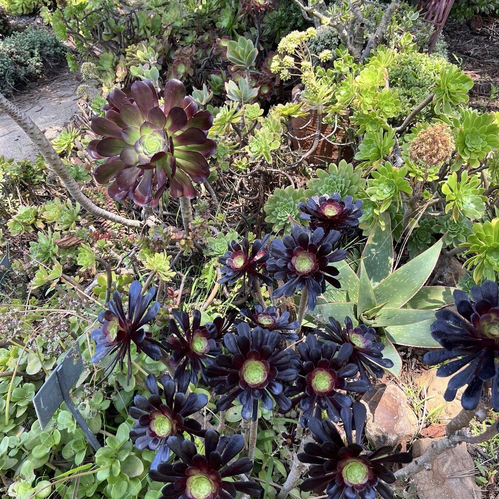 San Diego Botanic Garden - Botanical Gardens Near Me - Encinitas, California