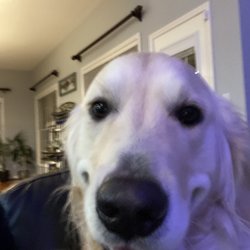 For the Love of Dogs