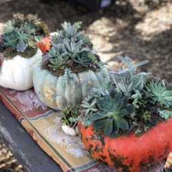 Viramontes Farms - Pumpkin centerpieces