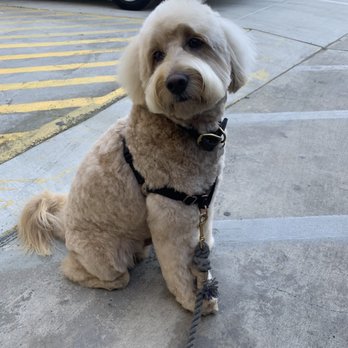 4 Dogs Grooming Academy - Voila! After - Pet Groomers Near Me - Torrance, California 4 Dogs Grooming Academy - Voila! After - Pet Groomers Near Me - Torrance, California