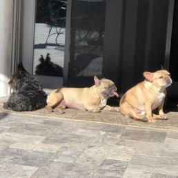 Cinco, Meatloaf and Rambo