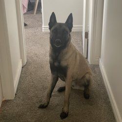 Underworld Kennels & Dog Training