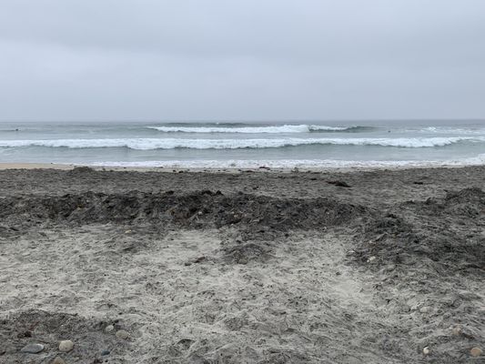 Cardiff State Beach by null