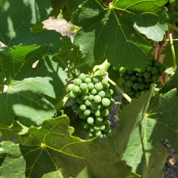 Still Waters Vineyards - Wineries Near Me - Paso Robles, California Still Waters Vineyards - Wineries Near Me - Paso Robles, California
