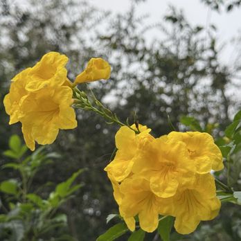 Nature Discovery Center - Yellow on an overcast morning - Community Service/Non-Profit Near Me - Bellaire, Texas Nature Discovery Center - Yellow on an overcast morning - Community Service/Non-Profit Near Me - Bellaire, Texas