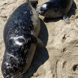 Seals in action on March 26, 2022 Seals in action on March 26, 2022