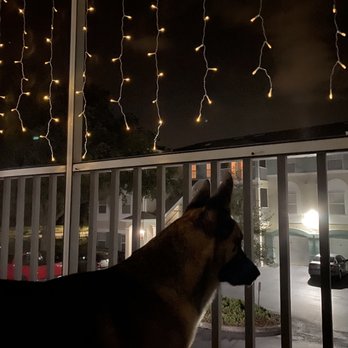 Villas at Gateway Apartments - My dog enjoying sitting on patio with no mosquito because there is mosquito net all over the balcony - Apartments Near Me - Pinellas Park, Florida Villas at Gateway Apartments - My dog enjoying sitting on patio with no mosquito because there is mosquito net all over the balcony - Apartments Near Me - Pinellas Park, Florida