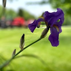 Your Personal Gardener and Arborist