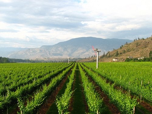 Stoneboat Vineyards by null