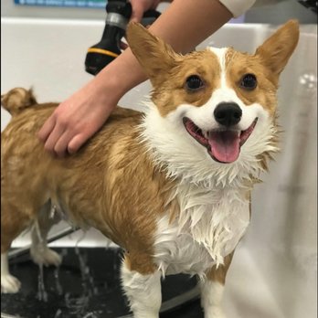 Pet Evolution - Pet Groomers Near Me - Cooper City, Florida Pet Evolution - Pet Groomers Near Me - Cooper City, Florida