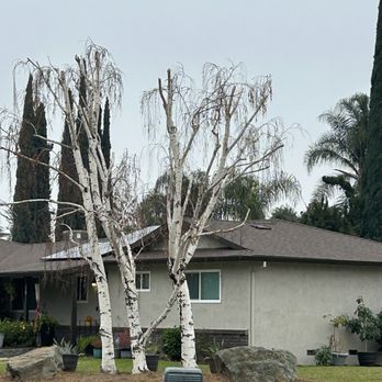 Michaels Tree Service and Landscaping - After - Tree Services Near Me Michaels Tree Service and Landscaping - After - Tree Services Near Me