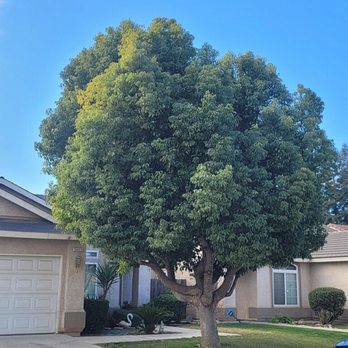 Mid-Valley Tree Service - Jose and team did a great job trimming my front yard tree. Price is reasonable. - Tree Services Near Me - Fresno, California Mid-Valley Tree Service - Jose and team did a great job trimming my front yard tree. Price is reasonable. - Tree Services Near Me - Fresno, California