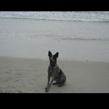Pawprints Veterinary Housecall - Pet Services Near Me
