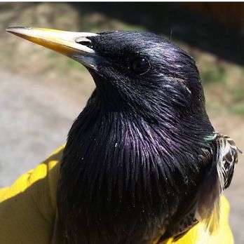 Envirocritter - Starling's though beautiful can be a real nuisance. You don't even want to know about bird mites. - Pest Control Near Me - Lakewood, Colorado Envirocritter - Starling's though beautiful can be a real nuisance. You don't even want to know about bird mites. - Pest Control Near Me - Lakewood, Colorado