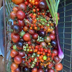 Helvetia Station - Summer tomatoes