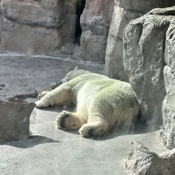 ABQ BioPark Zoo - Polar bear - Zoos Near Me - Albuquerque, New Mexico