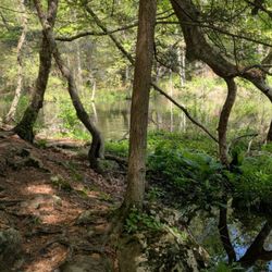 Saugatuck Falls Natural Area