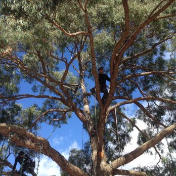Elias Ramirez Garden Services - We can handle your tree job. Climbing, trimming, and removal. - Gardeners Near Me Elias Ramirez Garden Services - We can handle your tree job. Climbing, trimming, and removal. - Gardeners Near Me