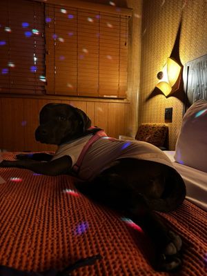 The Dive Motel by null