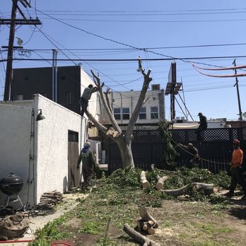 Inexpensive Tree Services - Tree Services Near Me - Los Angeles, California
