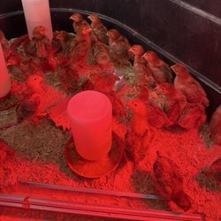 Foothill Feed - Chicks