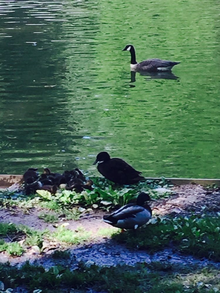 SPRINGVALE PARK Updated September 2024 21 Photos 922 Eulcid Ave