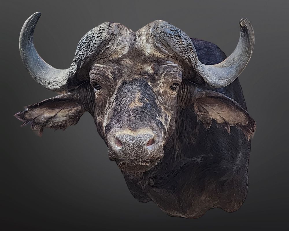 Roder’s Creative Taxidermy - taxidermy in Palmyra, WI