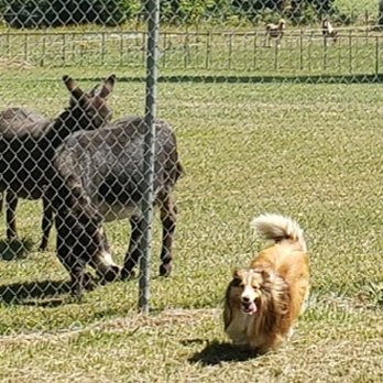 La Petite Chateau Bed & Biscuit - Happy dog. Friends. - Pet Groomers Near Me