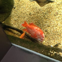 Underwater World - Sample of just a few fishes you will see