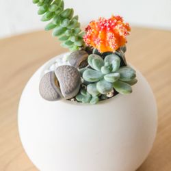 Floraclay.com
Order online for pick up & delivery.
Join for Rewards & Subscribe for 5% OFF!