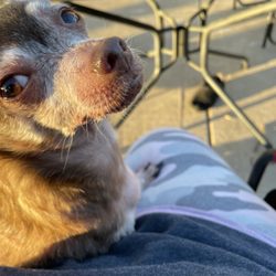 Lakeview Veterinary Care - Milly