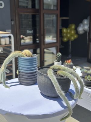 Match Stoneware by null