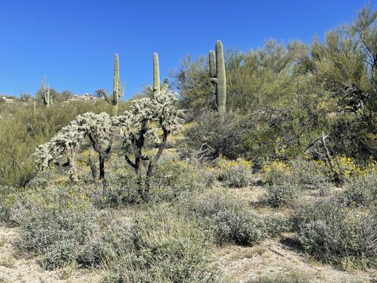 Honey Bee Canyon by null