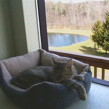 Misty Ridge Cat Lodge - Peaceful climate controlled filtered air with radiant heat flooring. - Pet Boarding Near Me - Laurens, New York Misty Ridge Cat Lodge - Peaceful climate controlled filtered air with radiant heat flooring. - Pet Boarding Near Me - Laurens, New York