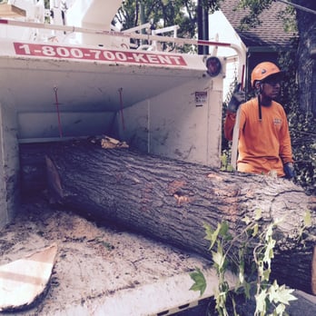 Kent Rents - 21 inch chipper makes fast work of the largest trees. - Tree Services Near Me - Sacramento, California Kent Rents - 21 inch chipper makes fast work of the largest trees. - Tree Services Near Me - Sacramento, California