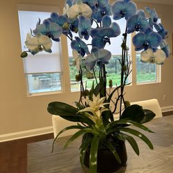 Orchid 2 Orchid