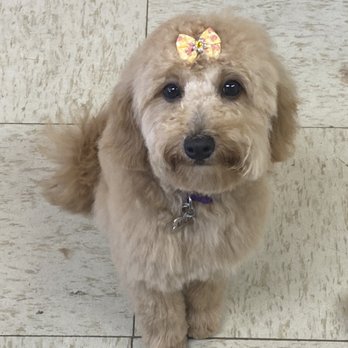Fantastic Breeds - Cuties - Pet Groomers Near Me - Tappan, New York