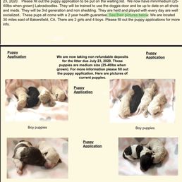 Website page showing photo of 7/23/20 litter