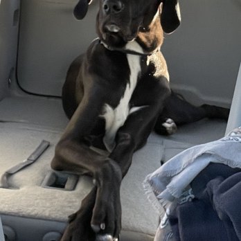 Miss Kate's Bed & Biscuit - Pet Sitting Near Me - Oxford, Florida