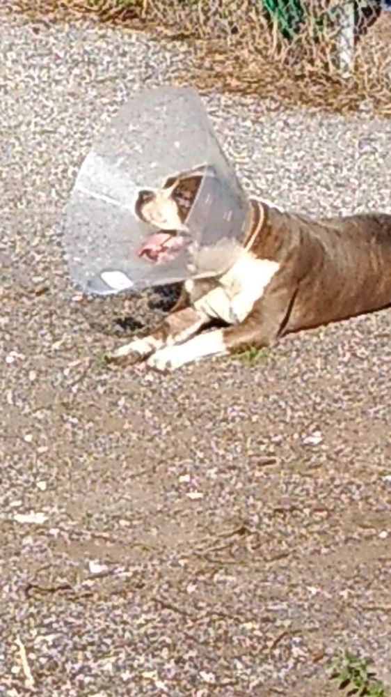 Vero Beach Veterinary Hospital Image