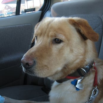 PAWS Atlanta - Winslow!! - Animal Shelters Near Me - Decatur, Georgia