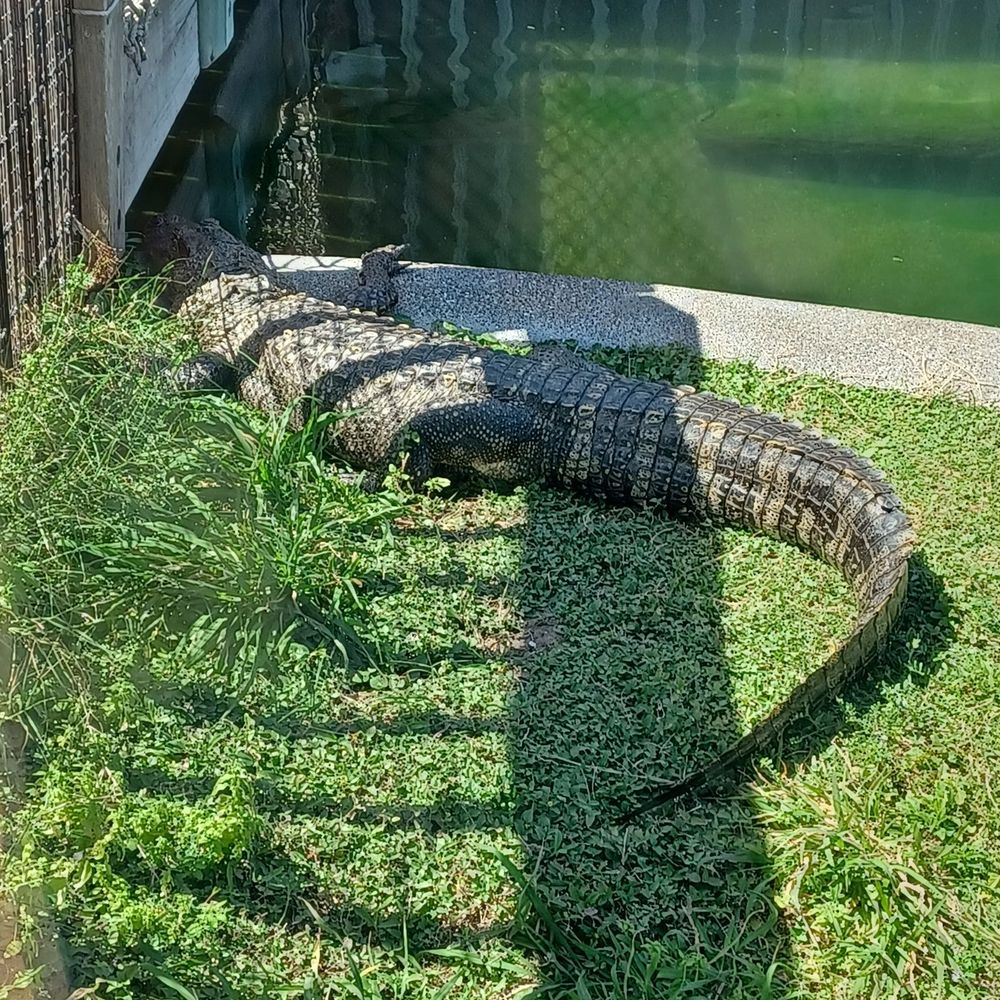Texas State Aquarium - Alligator exhibit - Aquariums Near Me - Corpus Christi, Texas Texas State Aquarium - Alligator exhibit - Aquariums Near Me - Corpus Christi, Texas