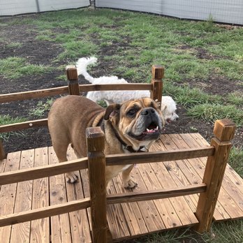 Hattie's Hound Inn - Bonnie on the bridge - Pet Boarding Near Me - Farmersville, Texas Hattie's Hound Inn - Bonnie on the bridge - Pet Boarding Near Me - Farmersville, Texas